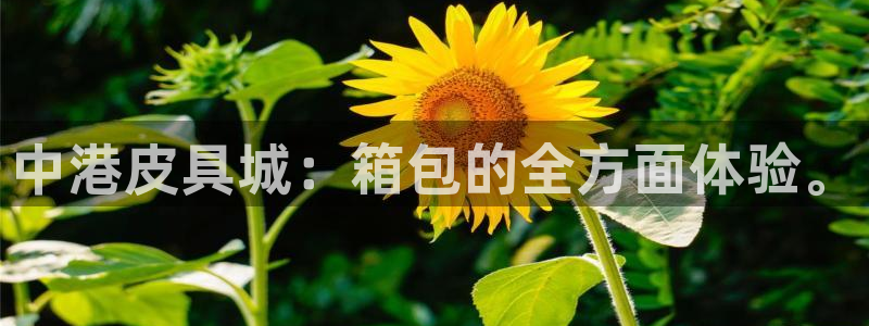 辉达娱乐最新版本更新内容