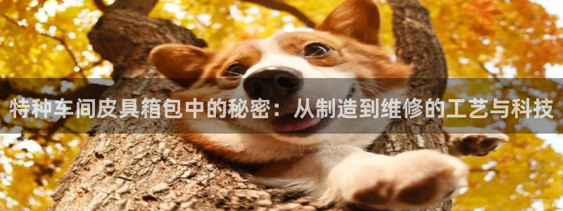 信誉辉达娱乐平台