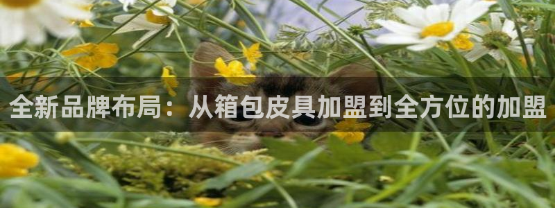 辉达娱乐属于什么档次