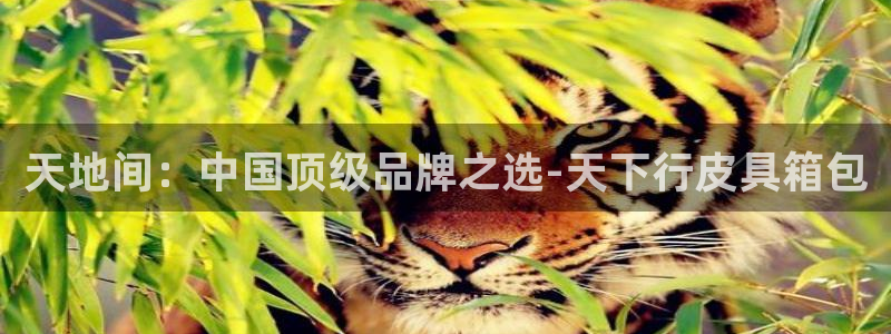 辉达娱乐五39444