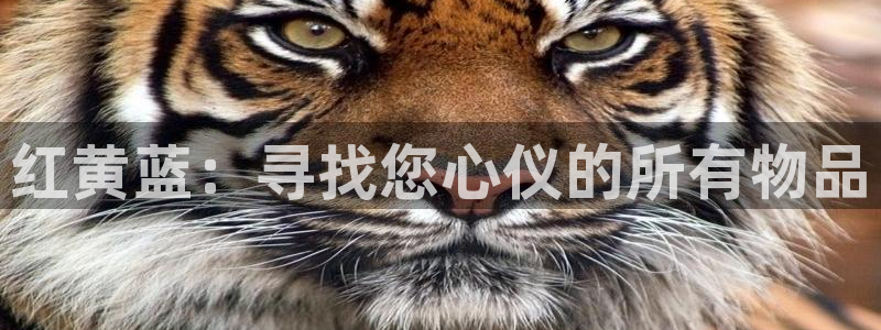 辉达娱乐多少年