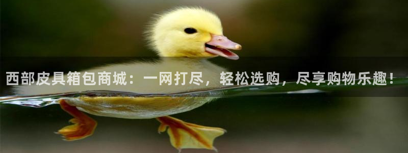 辉达娱乐公司